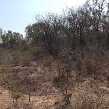 Campo Ganadero en Figueroa, Santiago del Estero