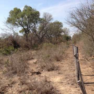 Campo Ganadero en Figueroa, Santiago del Estero