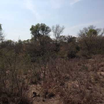 Campo Ganadero en Figueroa, Santiago del Estero