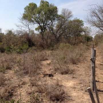 Campo Ganadero en Figueroa, Santiago del Estero
