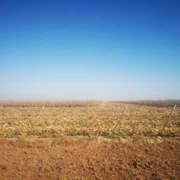 Campo Agrícola en Alberdi, Santiago del Estero