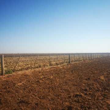 Campo Agrícola en Alberdi, Santiago del Estero