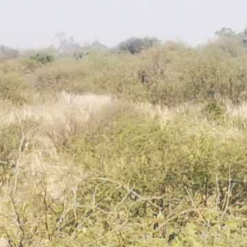 Campo Agrícola en Alberdi, Santiago del Estero
