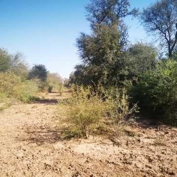 Campo Agrícola en Alberdi, Santiago del Estero