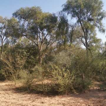 Campo Agrícola en Alberdi, Santiago del Estero