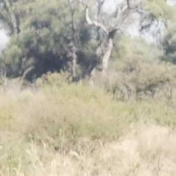 Campo Agrícola en Alberdi, Santiago del Estero