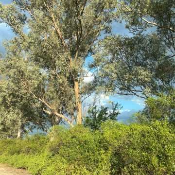 Campo Agrícola-Ganadero en Beltrán, Santiago del Estero