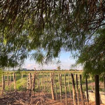 Campo Agrícola-Ganadero en Beltrán, Santiago del Estero