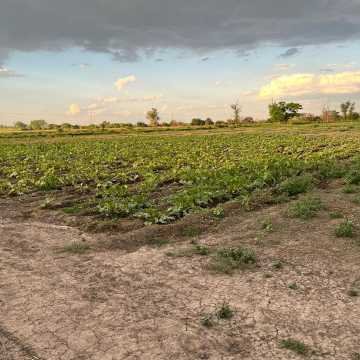 Campo Agrícola-Ganadero en Beltrán, Santiago del Estero