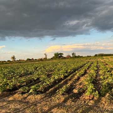 Campo Agrícola-Ganadero en Beltrán, Santiago del Estero