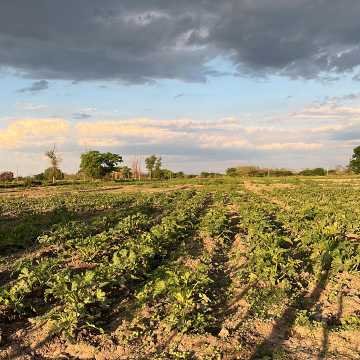 Campo Agrícola-Ganadero en Beltrán, Santiago del Estero