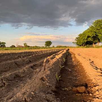 Campo Agrícola-Ganadero en Beltrán, Santiago del Estero