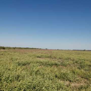 Campo Agrícola en Fernández, Santiago del Estero