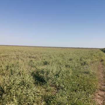 Campo Agrícola en Fernández, Santiago del Estero