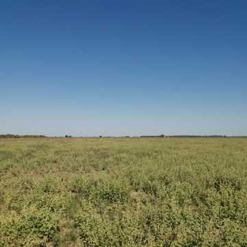 Campo Agrícola en Fernández, Santiago del Estero