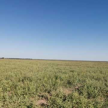 Campo Agrícola en Fernández, Santiago del Estero