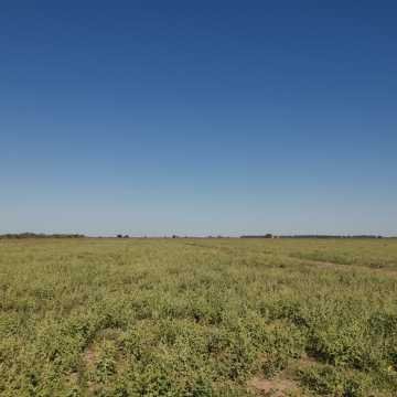Campo Agrícola en Fernández, Santiago del Estero