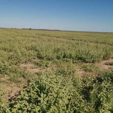 Campo Agrícola en Fernández, Santiago del Estero