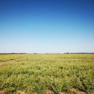 Campo Agrícola en Fernández, Santiago del Estero