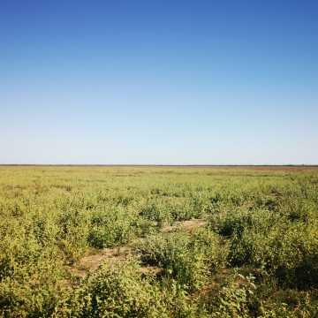Campo Agrícola en Fernández, Santiago del Estero