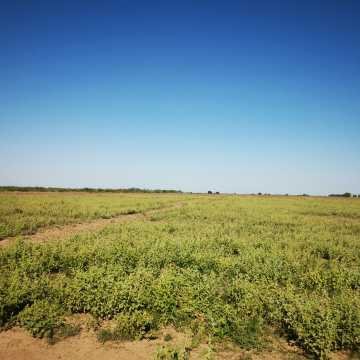 Campo Agrícola en Fernández, Santiago del Estero