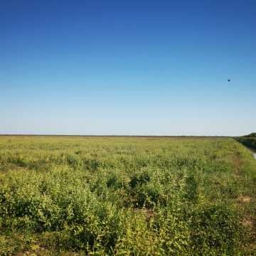 Campo Agrícola en Fernández, Santiago del Estero