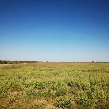 Campo Agrícola en Fernández, Santiago del Estero