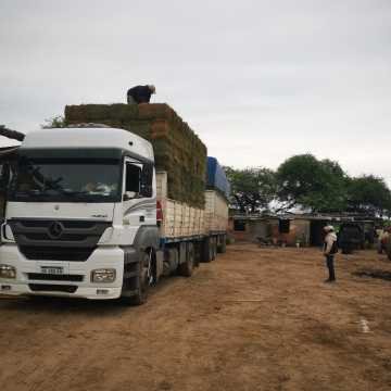 Fardos de Alfalfa Santiago del Estero