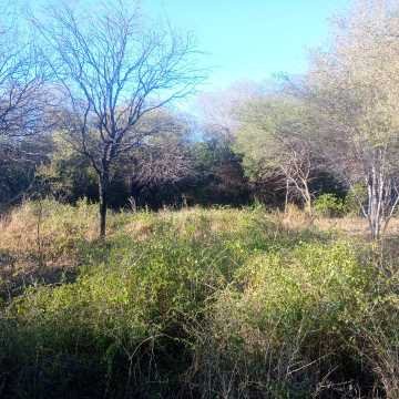 Chacra en el Tramo 18, Santiago del Estero