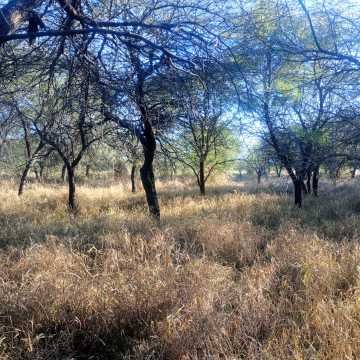 Chacra en el Tramo 18, Santiago del Estero