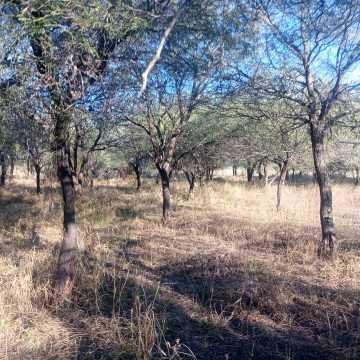Chacra en el Tramo 18, Santiago del Estero