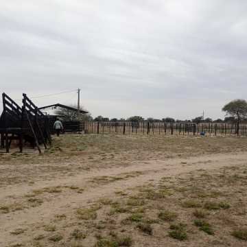 Feedlot en  Beltrán, Santiago del Estero