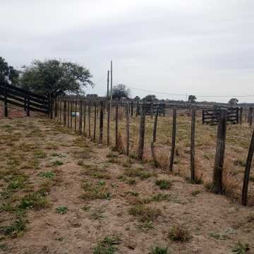 Feedlot en  Beltrán, Santiago del Estero