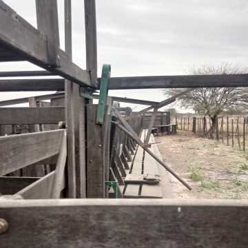 Feedlot en  Beltrán, Santiago del Estero