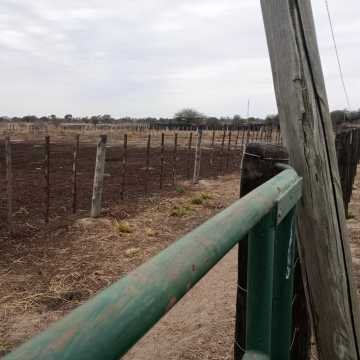 Feedlot en  Beltrán, Santiago del Estero