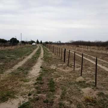 Feedlot en  Beltrán, Santiago del Estero