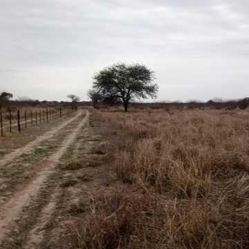Feedlot en  Beltrán, Santiago del Estero