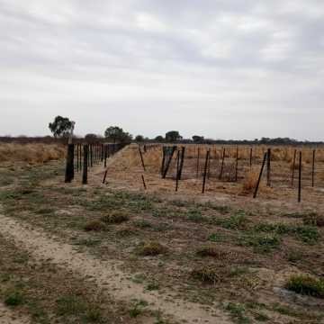 Feedlot en  Beltrán, Santiago del Estero