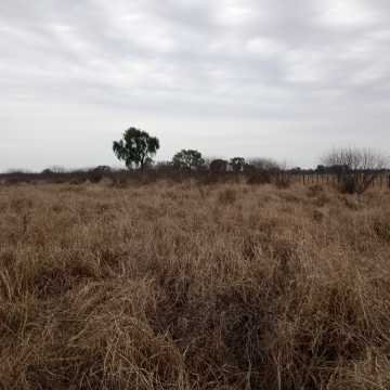 Feedlot en  Beltrán, Santiago del Estero
