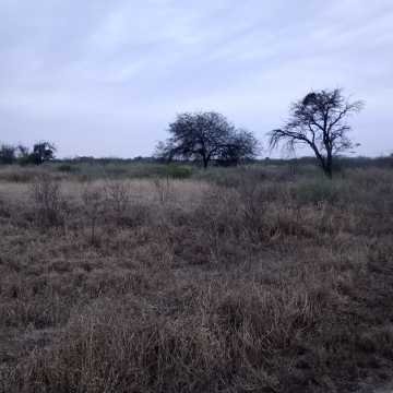 Feedlot en  Beltrán, Santiago del Estero