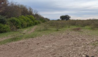 Campo Mixto en Figueroa, Santiago del Estero