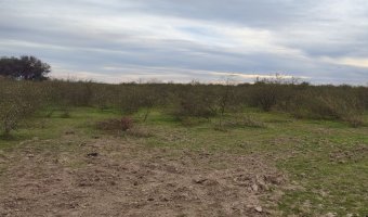 Campo Mixto en Figueroa, Santiago del Estero