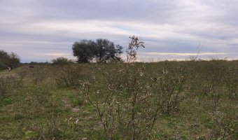 Campo Mixto en Figueroa, Santiago del Estero