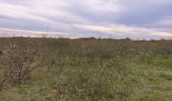 Campo Mixto en Figueroa, Santiago del Estero