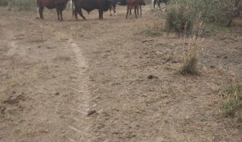 Campo Mixto en Figueroa, Santiago del Estero